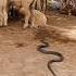 The Snake Is Entering The Herd Of Sheep