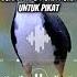 Suara Pikat Ruak Ruak Mp3 Ruak Ruak Ruakruak Mp3ruakruak Suararuakruak