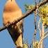 Mourning Dove Cooing Unmated Male Perch Coo