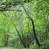 Звуки природы Лес в России Московской области Пение птиц Russian Forest Nature Sounds