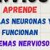 SISTEMA NERVIOSO Neuronas Sinapsis Sistemas Nervioso Central Periférico Somático Autónomo