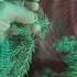 Amazingfacts Farming Funa Facts Botanyplantsplant Flora Science Amazing Plants
