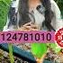 இப பட த த Drip Irrigation Hose அ Check பண ணண Dripirrigation Mdm Mdmtamil