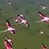 Flamingo Birds Flying Over