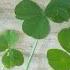 How To Find A Four Leaf Clover Free St Patrick S Day Gifts