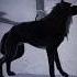 Wolfsounds Relaxinwolf Wildlife Horrorstories Wolfsong Scary Wolf Horror Wolfe Night Kids