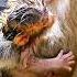 Bebê Novinho Sujinho Animais Monkey Cute