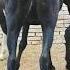 Horse Horseracing Horselover Animals Equestrian Duetz Comedyfilms Dormido Funnycomedy Cow