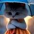 Cat Barish Ma Umbrella Khol Liya Trend Cat Funny Youtubeshorts Viralshort Trendingshorts