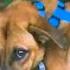 Scared Foster Dog Hid In The Bushes On Walks The Dodo