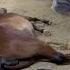 ولادة خيل