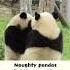 Shorts Naughty Pandas Fighting Each Other Pandagarten