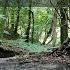 Relieve Stress Calm Down And Relax To The Sound Of The Stream And The Birds Singing In The Forest