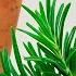 Rosemary Ointment For Varicose Veins Arthritis Muscle And Rheumatic Pain As Well As Tired Legs