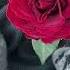 Free For Nonprofit Rock темный принц Type Beat Flowers