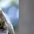 Sexual Cannibalism Of The Mantis VS Birds Snakes Spiders Mice And Even IGUANAS
