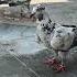 Look At The Black Buds On The Black Spot Tell Me What NASAL Is Like Pigeons Pigeons Raisenpig
