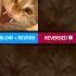Muhehehe Cat But Sounds That Sound Good Every Version Memes