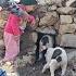 Nomadic Life In The Mountains Of Iran Caring For Dogs In Difficult Conditions