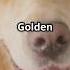Golden Retriever Fun Facts Music Dj Electronicmusic Housemusic Edm Aigenerated Facts Ai