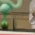 Fascinating Chemistry Experiments Elephant Toothpaste Amazing Chemistry Experiments Shorts