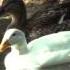 Water Birds Rock At Yerevan Zoo Կենդանաբանական այգու ջրլող թռչունները