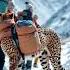 Cheetah On A Snowy Hike The Coolest Climber On The Mountain