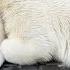 The Bear Cub Screamed So Loudly And For A Long Time That Gerda Began To Worry