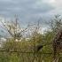 High Stakes Giraffe Treatment Sheldrick Wildlife Trust