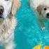 DOG TV Best Video Entertain For Dogs To Watch When Home Alone Collection Relaxing Music For Dogs