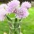 Mini Chive Bouquets
