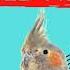 SEXY WHISTLE Whistling Cockatiel Training Cockatiel Sounds And Whistle