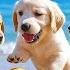 DOG TV For Dogs To Watch Best Video Entertain Music To Relax Dogs When Home Alone Music For Dog