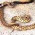Russel Viper Vs Cobra Snake Exciting Battle The Great Snake Fight Snake Snakeresque Cobra