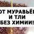 Если ничего не помогает от муравьев и тли сделай это средство огород дача сад муравьи тля