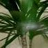 Kenneth Williams With Boris The Spider Plant Indoor Palm Tree Thingy