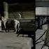 Hyderabad Rising Menace Of Stray Dogs And Official Apathy Leave City S Residents Vulnerable