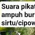 Suara Pikat Ampuh Burung Sirtu Cipow Memikat Caramemikat