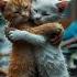 Lara Is Calling Catlovers Ringtone Cat Ai