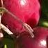 Previewing Wisconsin S Cranberry Harvest