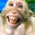 Funny Video Rinkiya Ke Papa