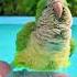 Perfect Bird Papagaio Birds Slowmotion Bath Parakeet Parrot Cute Parakeet Pets Loro