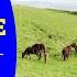 Camino Del Norte Days 20 21 Villahormes To Barzana Music Meals