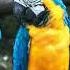 Xad Birds Copyright Free Music