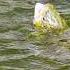 What Bugs Are The Fish Eating Fly Fishing 101