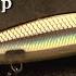 Rapala Shadow Rap 2015 Bassmaster Classic Release