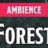 Forest Night D D TTRPG Ambience 1 Hour