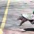 How To Help A Snapping Turtle Cross The Road