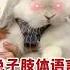 Cute Pet Rabbits Can Speak萌寵兔子會說話 萌寵 兔子 說話