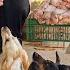 I Gave My Dogs 200 Pounds Of Chicken And They Went Absolutely Wild